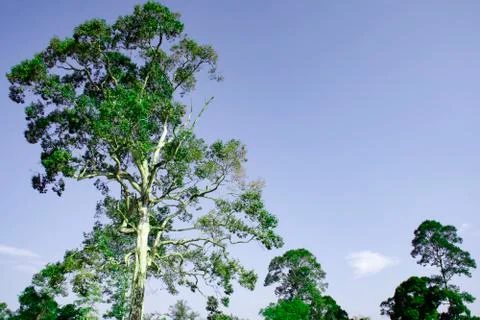 Top view of green tree with clear blue sky with copy space for create your te Stock Photos