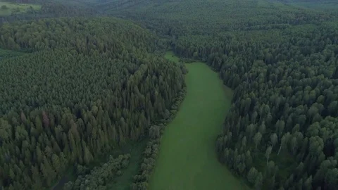 Top view of green trees and field, forest thicket in summer Stock Footage 79212000
