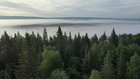 Top view on green treetops in the clouds 스톡 동영상 120035272