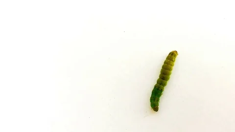 Top view of a green walking caterpillar Stock Footage 71265194