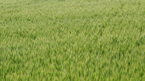 Top view. Green wheat field waves moved by summer wind nature. Modern Stock Footage 156562421