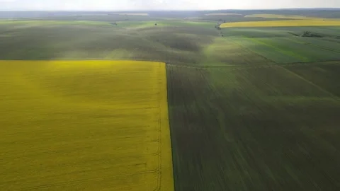 Top view green wheat field and yellow rapes field.  Stock Footage 169105054