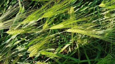 Top view on green wheat kernels before harvesting, agriculture Stock Footage 125943379