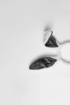 Top view of grey rabbit ears on white background easter minimal blogger conce Stock Photos