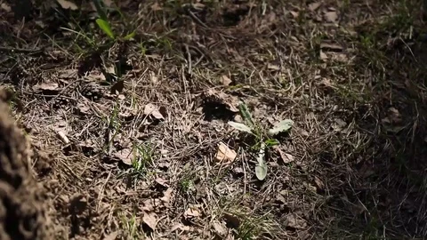 Top view of the ground in the forest Stock Footage 108107671