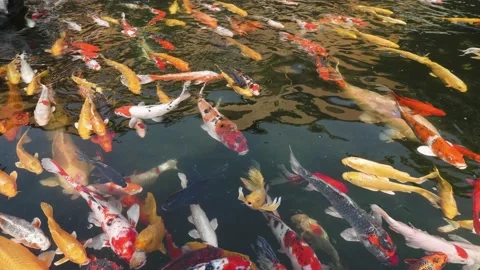 Top view of group of big koi carp fish swimming in pond Stock Footage 235347580