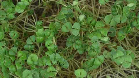 Top view group chia microgreens rotation. Vidéo 201251293
