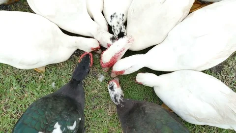 Top view, group of Duck eating food Video stock 83065842