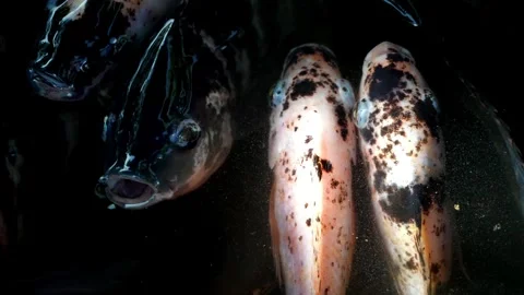 Top view group of fish swim in pool Stock Footage 248058626