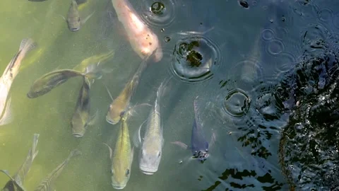 Top view group of fish swimming in a pond Stock Footage 248058133