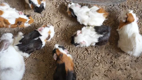 Top View Group Guinea Pig Are Eating dry Food On The Ground. Stockbeeldmateriaal 193439678