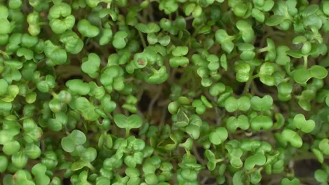 Top view group mustard microgreens rotation. 스톡 동영상 201251453