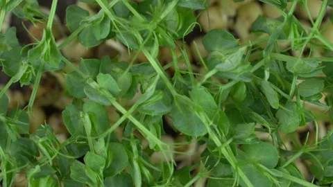 Top view group pea microgreens rotation. 스톡 동영상 201251308