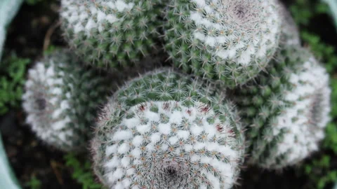 Top view of group of potted cacti. Stock Footage 301684817