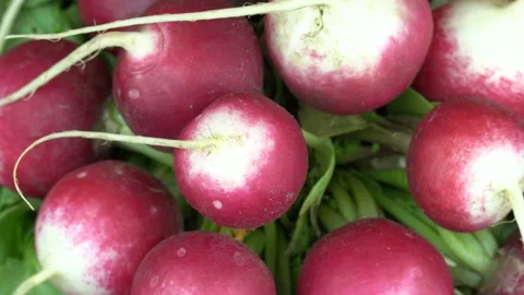 Top view group of radish rotate. 스톡 동영상 201251681