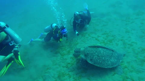 Top view of Group of scuba divers watch and film an action camera a Sea Turtle Vídeos de archivo 293016429