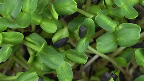 Top view group sunflower microgreens rotation. Видео 201251454