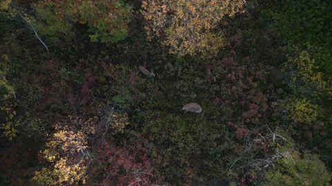 Top view Group of wild deer in autumn forest, aerial view through tree leaves Stock Footage 254710982