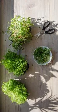 Top view of growing and cutting microgreens Stock Photos