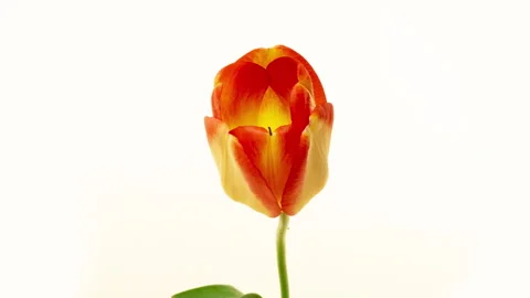 Top View Growing Big Bud yellow Tulip Flower. Amazing Beautiful Blooming Plant Stock Footage 197356637