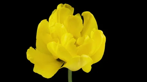 Top View Growing Big yellow Bud Tulip Flower and Dew Petals. Amazing Beautiful Stock Footage 241992808