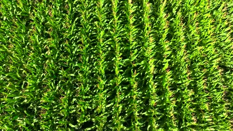 Top View Of Growing Cornfields During Sunny Day Near Stock Footage 250005631