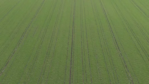 Top View of Growing Winter Wheat Crop Stock Footage 328828003