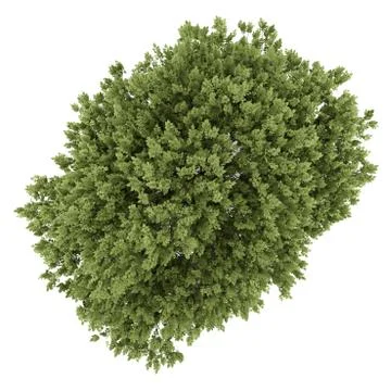 Top view of hackberry tree isolated on white background Stock Illustration