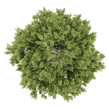 Top view of hackberry tree isolated on white background Stock Illustration
