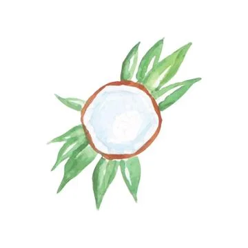 Top view on half coconut with milk laying on green palm tree leaves. Colorful Stock Illustration