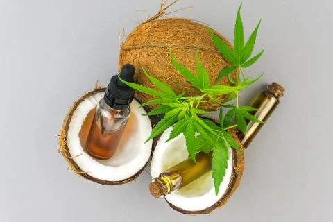 Top view of Half cut coconuts with Cannabis leaves CBD and THC cannabis oils  Stock Photos