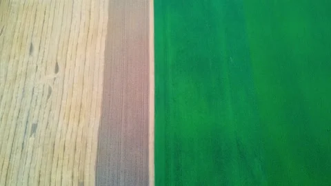 Top view of half yellow half green agricultural fields, land. Beautiful scenic Vídeo Stock 147225738