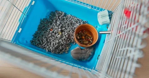 Top view of the hamster inside the cage Video stock 114494132