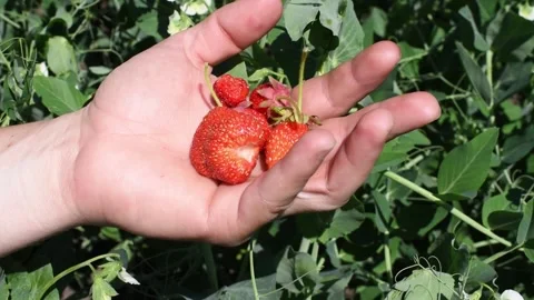 Top view hand holding ripe strawberries . Eco food full of vitamins. Harvest tim Stock Footage 243208978