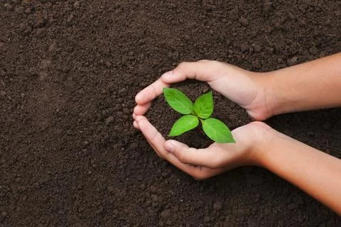 Top view hand holding young tree on soil background for planting in garden Stock Photos