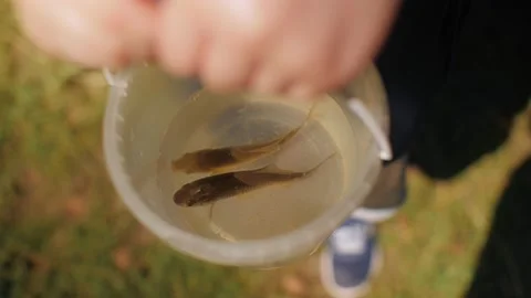 Top view hands of cute little baby boy holding basket with floating fish in Stock Footage 133842908