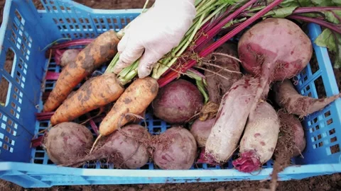 Top view hands of farmer picks a crop of carrots beetroot and puts in a box Stock Footage 139739683