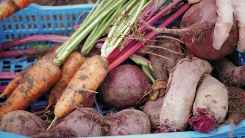 Top view hands of farmer picks a crop of carrots beetroot and puts in a box Stock Footage 140365780