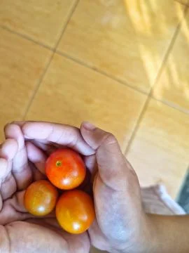 Top view of hands gently cupping three cherry tomatoes Stock-Fotos
