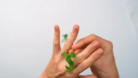 Top view of hands handling fresh lemon balm leaves. Hands placing green melissa Vidéo 342976213