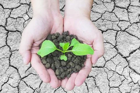Top view of hands holding a small green plant growing in brown healthy soil.. Stock Photos