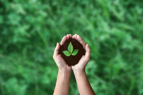 Top view hands holding tree growing on green meadow background. Saving enviro Stock Photos