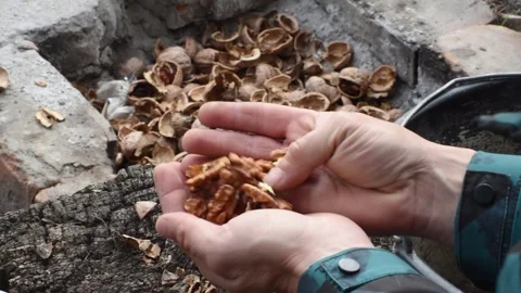 Top view, hands of man holding shelled walnut , horizontal 4k footage Stock Footage 290788423