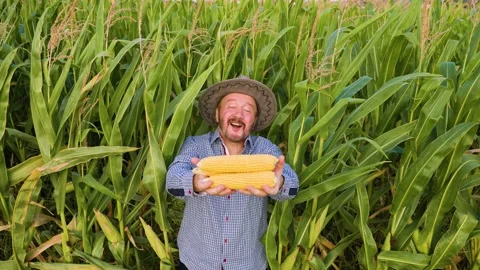 Top view of a happy elderly worker looking at camera in a cornfield, man holds a Stock Footage 205191084