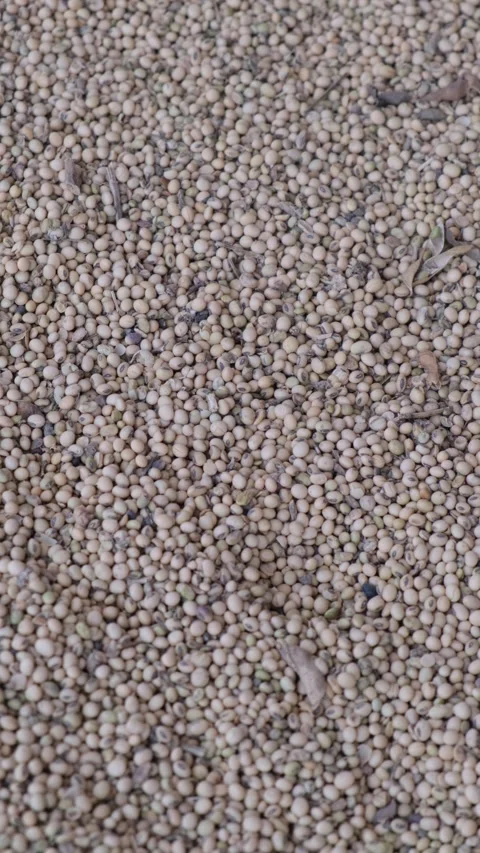 Top view of harvested raw soybean seeds background Stock Footage 331004273