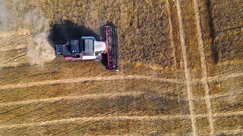 Top view of harvesting wheat with a combine. Genetically modified grain as a Stock Footage 207183953