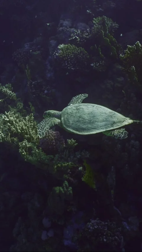Top view of Hawksbill Sea Turtle swims slowly at depth over coral reef Stock Footage 252016064
