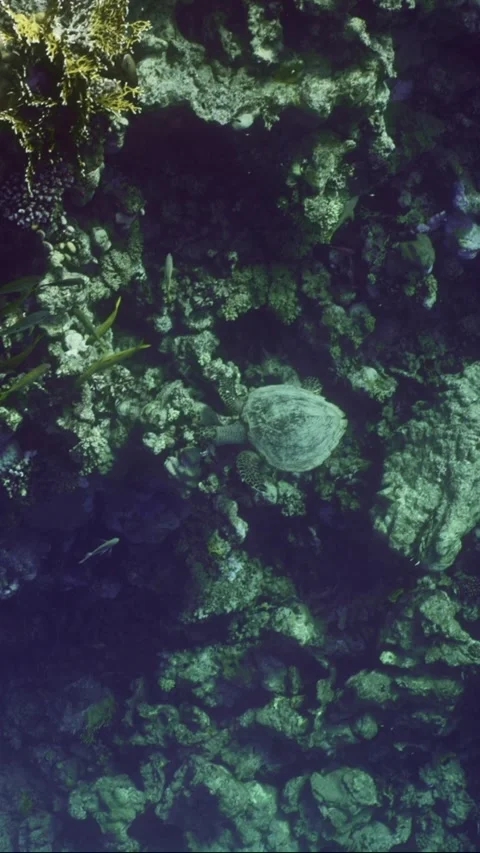Top view of Hawksbill Sea Turtle swims slowly at depth over coral reef Stock Footage 252016066