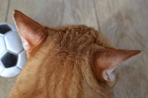 Top view on the head of a ginger tabby cat and a soccer ball next to it. Stock Photos