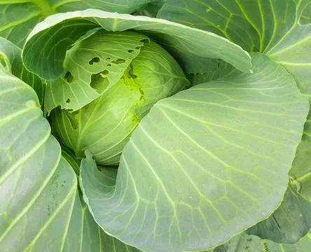 Top view of a head of white cabbage, close-up Foto stock
